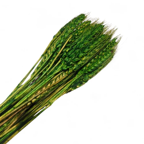 Dried Wheat Grass Dark Green (Pack of 60pcs) - BNBA