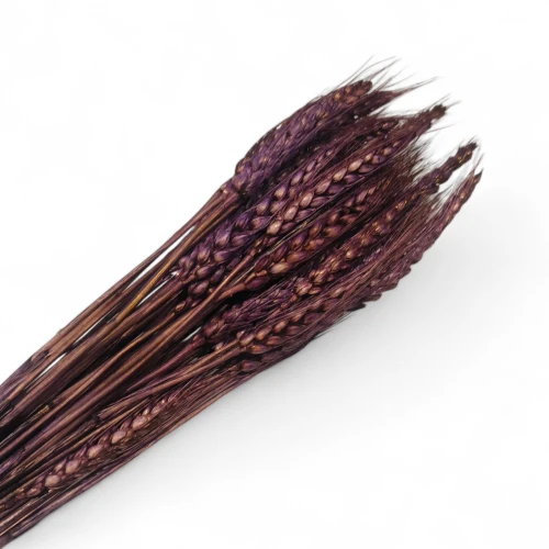 Dried Wheat Grass Violet (Pack of 60pcs) - BNBA